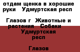 отдам щенка в хорошие руки - Удмуртская респ., Глазов г. Животные и растения » Собаки   . Удмуртская респ.,Глазов г.